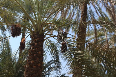 Low angle view of palm trees against sky