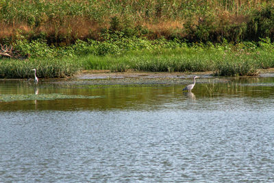 Swan swimming in lake