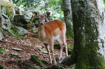 Portrait of sheep in forest