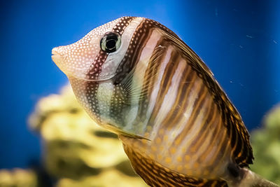 Close-up of fish swimming in sea