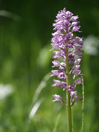 Close-up of purple flowering plant on field