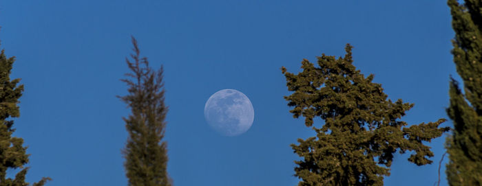 Low angle view of tree against clear blue sky