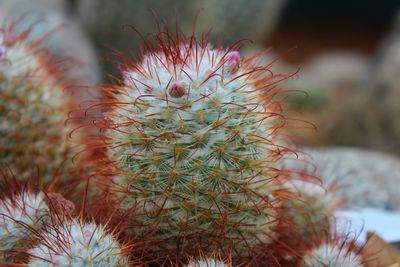 Close-up of cactus plant