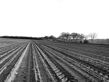 Scenic view of agricultural field against clear sky