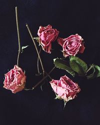 Close-up of pink rose