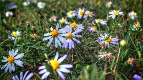 Close-up of flowers