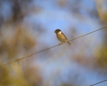 Close-up of bird perching on branch against blurred background