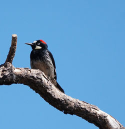 Low angle view of bird perching on branch against clear blue sky