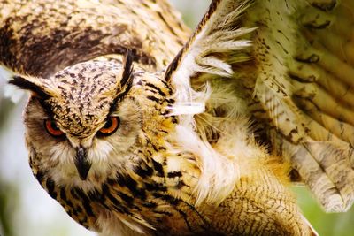 Close-up of owl