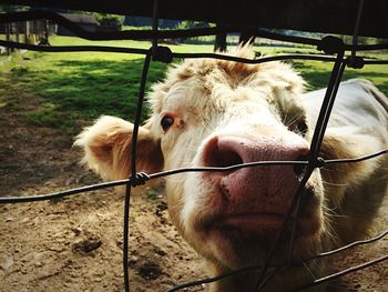Close-up of goat