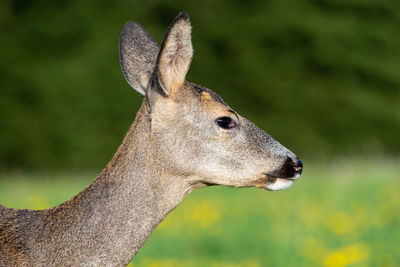 Close-up of deer