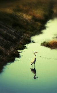 Bird flying over calm lake