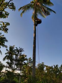 Low angle view of coconut palm trees against sky