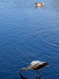 View of seagulls in lake