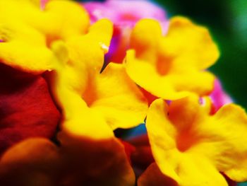 Close-up of yellow flower blooming outdoors
