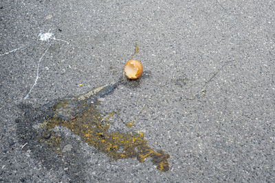 High angle view of yellow leaf on street