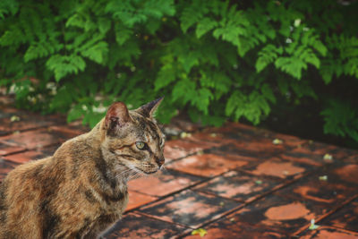 Cat looking away outdoors