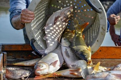 View of fish for sale at market