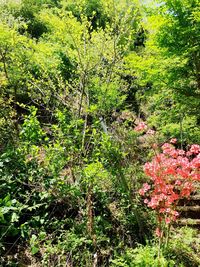 Plants growing on a tree