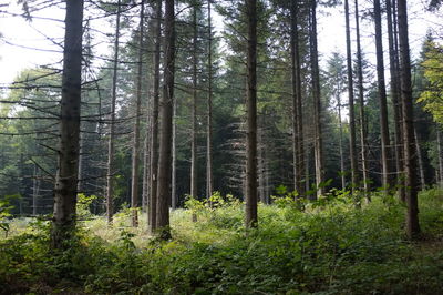 Trees in forest