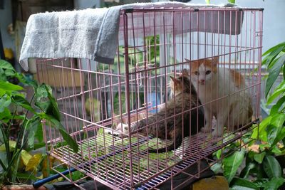 View of cat in cage