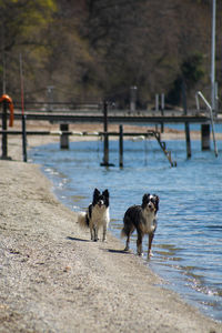 Dogs running on beach
