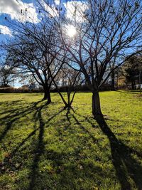 Trees on field against sky