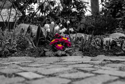 Close-up of red flowers