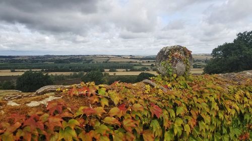 Panoramic view of flowering plants on field against sky