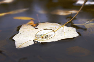 Close-up of leaf in water