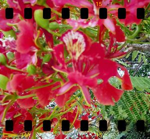 Full frame shot of flowers