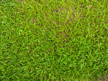 Full frame shot of fresh green field