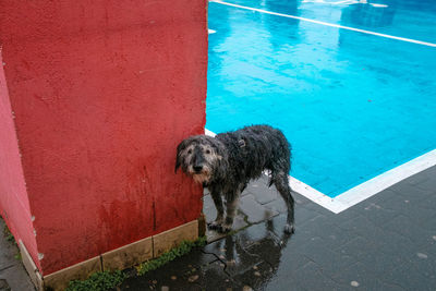 High angle view of dog swimming in pool