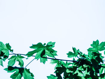 Low angle view of leaves against sky