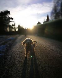 Close-up of dog on road at sunset