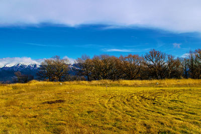 Scenic view of field against blue sky