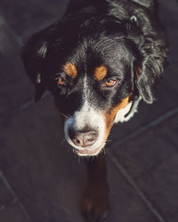 High angle view of bernese mountain dog looking away