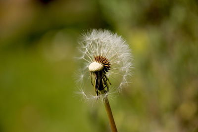 Close-up of dandelion flower