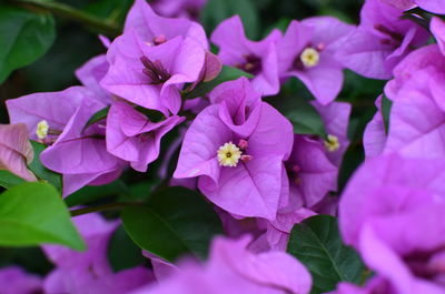 Close-up of honey bee on purple flowers