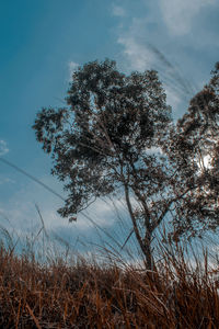 Low angle view of trees on field against sky