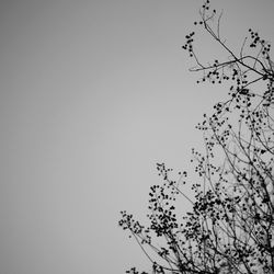 Low angle view of tree against clear sky