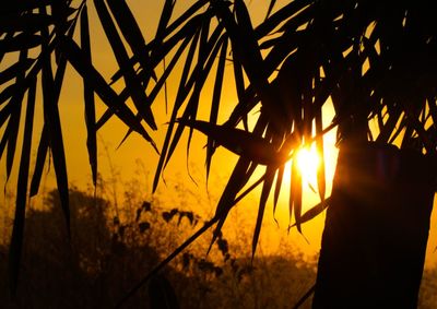 Close-up of silhouette plants on field against sky during sunset