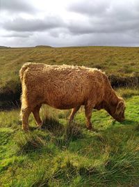 Sheep grazing in a field