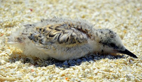 Close-up of chick outdoors