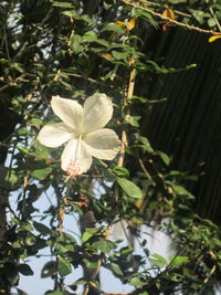 Close-up of white flowers