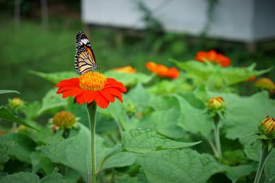 Butterfly on flower