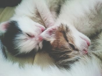 Close-up of cat sleeping