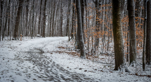 Trees in forest during winter