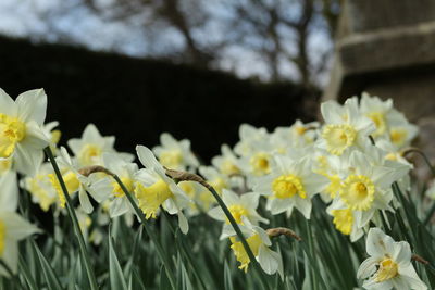 Close-up of yellow flowers blooming outdoors