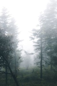 Trees in forest against sky